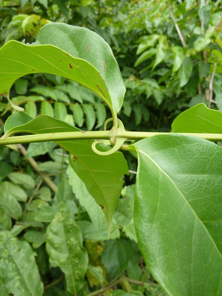Uncaria africana