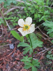 Trollius laxus