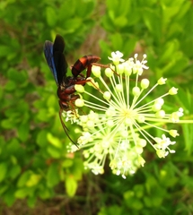 Poecilopompilus algidus