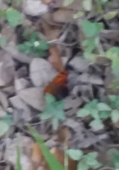 Polygonia interrogationis
