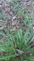 Polygonia interrogationis
