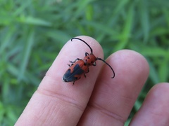 Tetraopes melanurus