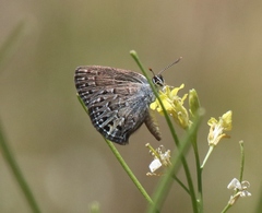 Satyrium behrii