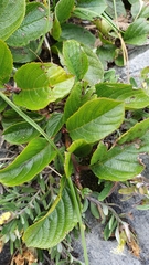 Rhamnus pumila