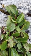 Rhamnus pumila