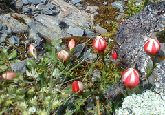 Gentianella primuloides