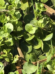 Lysimachia nummularia