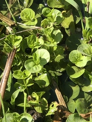 Lysimachia nummularia