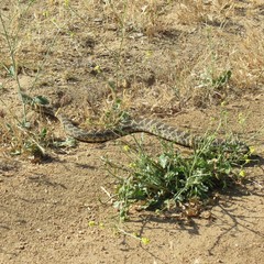 Crotalus oreganus
