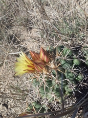 Coryphantha pycnacantha