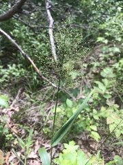 Dichanthelium polyanthes