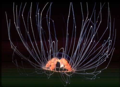 Orange-striped Jellyfish, Mitchell Bay, San Juan Island, WA, USA, photo 10 of 10