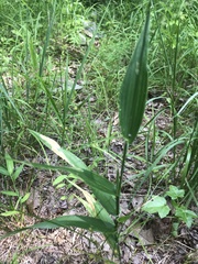 Dichanthelium polyanthes