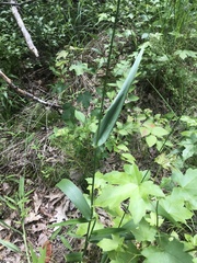 Dichanthelium polyanthes