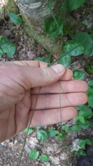 Poa saltuensis