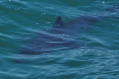 Carcharodon carcharias