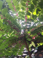 Phyllanthus pulcher
