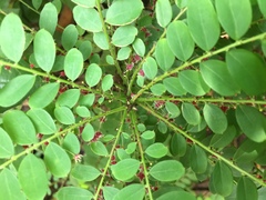Phyllanthus pulcher