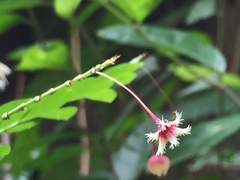 Phyllanthus pulcher