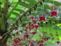 Phyllanthus pulcher