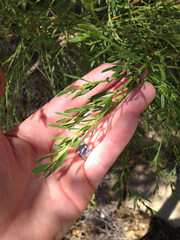 Baccharis sarothroides × pilularis