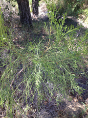 Baccharis sarothroides × pilularis