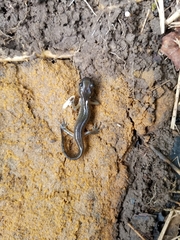 Ambystoma jeffersonianum
