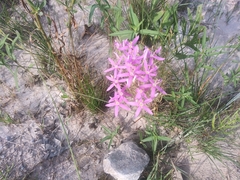 Zeltnera beyrichii