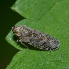 Synecdoche grisea