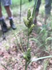 Carex complanata