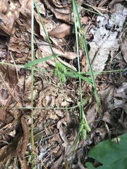 Carex complanata