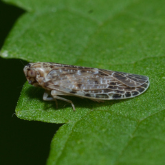 Synecdoche grisea