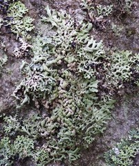 Hypogymnia farinacea