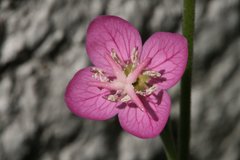 Oenothera rosea