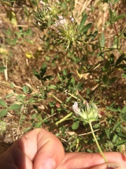 Trifolium obtusiflorum
