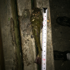 Ameiurus nebulosus