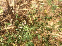Trifolium obtusiflorum
