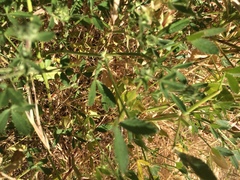 Trifolium obtusiflorum