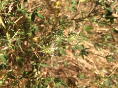 Trifolium obtusiflorum