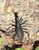 Carabus blaptoides