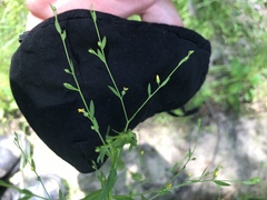 Linum striatum