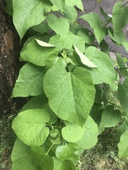 Catalpa speciosa