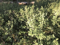 Shepherdia canadensis