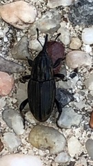 Sphenophorus pertinax