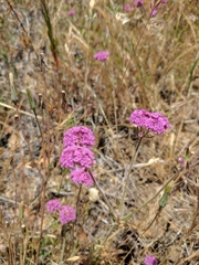 Chorizanthe douglasii