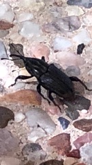 Sphenophorus pertinax