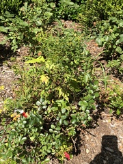 Rose rosette emaravirus