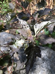 Podosphaera physocarpi