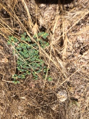 Euphorbia ocellata ocellata