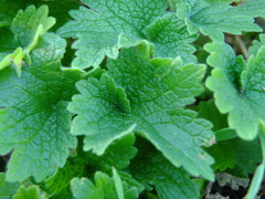 Leonurus quinquelobatus